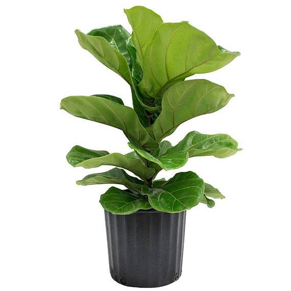 29 Easy Houseplants to Beat the Winter Blues! Fiddle Leaf Fig Tree or Ficus Lyrata #HousePlants #EasytoGrow #Gardening #LowMaintenance #HomeDecor #IndoorPlants #DIY