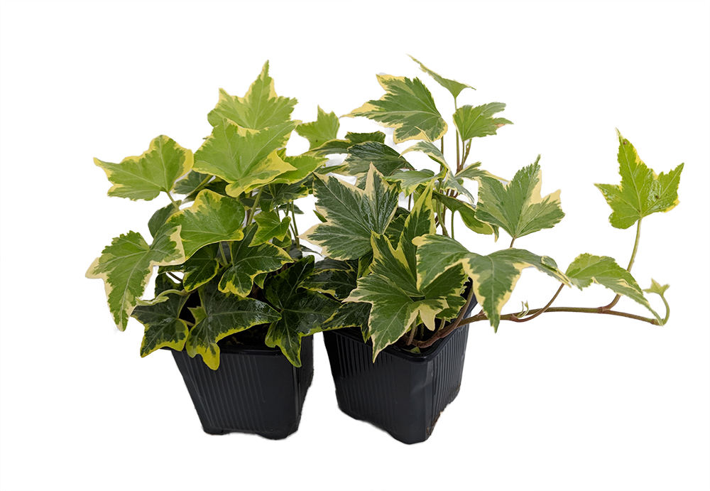 29 Easy Houseplants to Beat the Winter Blues! Gold Child English Ivy #HousePlants #EasytoGrow #Gardening #LowMaintenance #HomeDecor #IndoorPlants #DIY