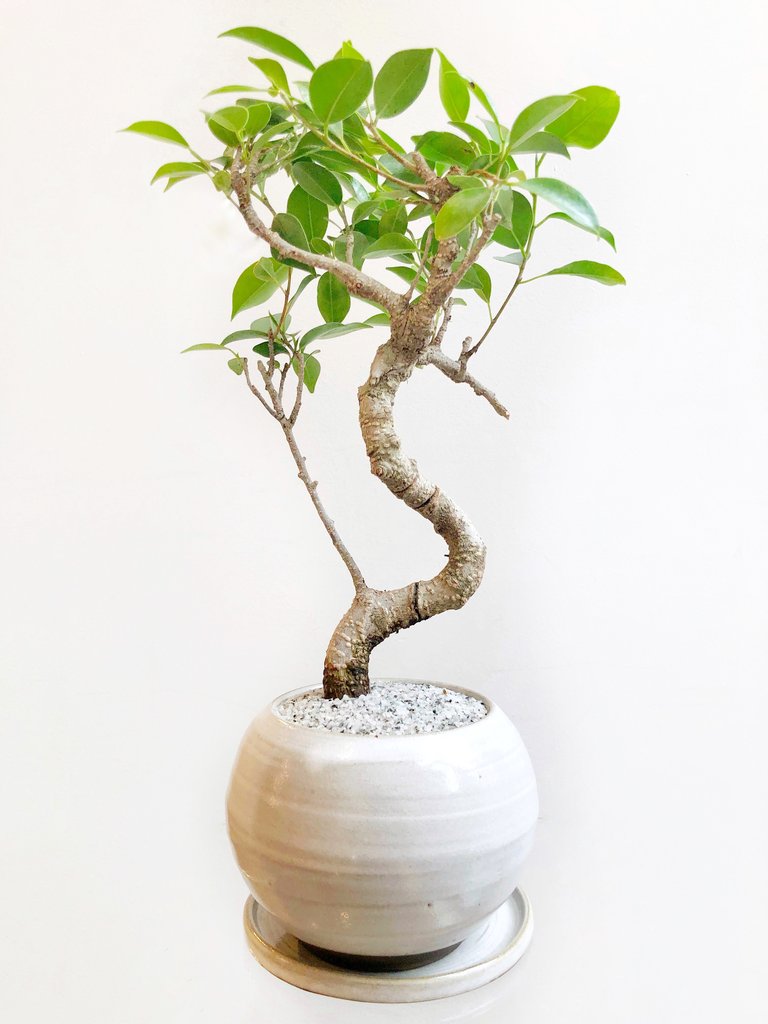 29 Easy Houseplants to Beat the Winter Blues! Hal Chinese Banyan #HousePlants #EasytoGrow #Gardening #LowMaintenance #HomeDecor #IndoorPlants #DIY