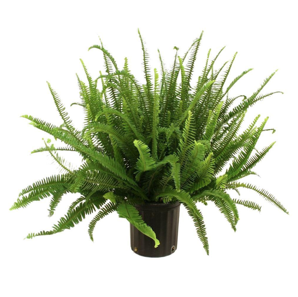 29 Easy Houseplants to Beat the Winter Blues! Kimberly Queen Fern #HousePlants #EasytoGrow #Gardening #LowMaintenance #HomeDecor #IndoorPlants #DIY