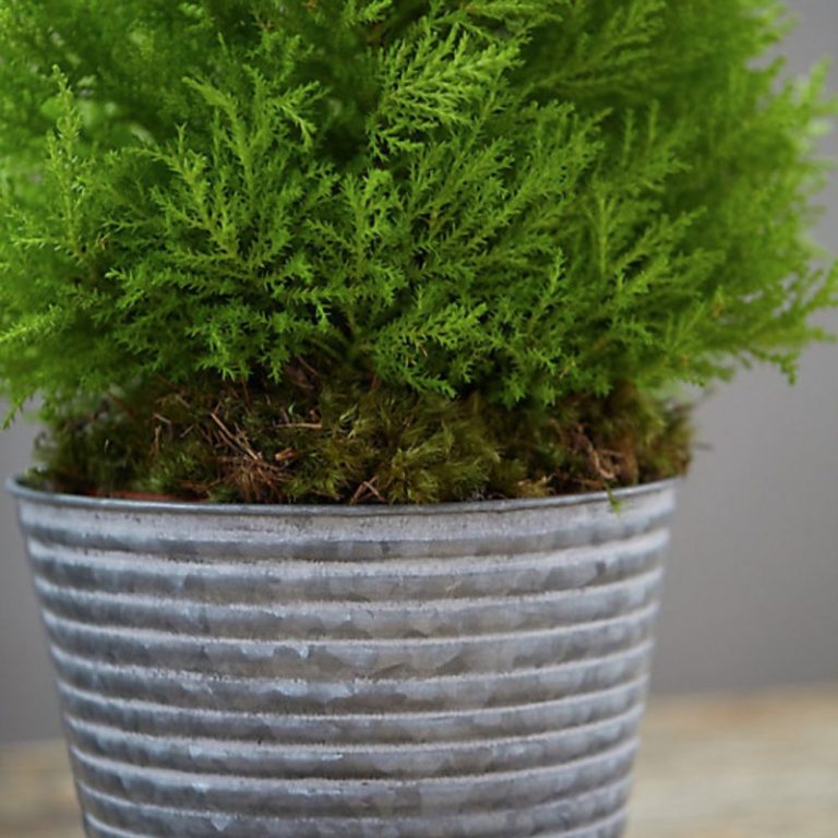 29 Easy Houseplants to Beat the Winter Blues!