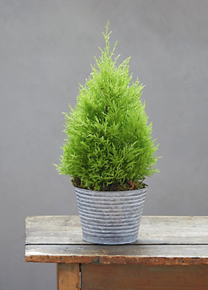 29 Easy Houseplants to Beat the Winter Blues! Lemon Cypress Topiary #HousePlants #EasytoGrow #Gardening #LowMaintenance #HomeDecor #IndoorPlants #DIY