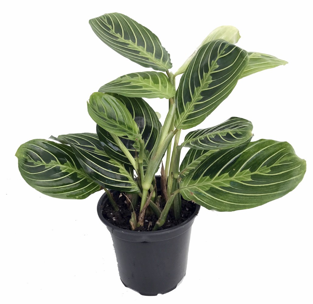 29 Easy Houseplants to Beat the Winter Blues! Lemon Prayer Plant Maranta #HousePlants #EasytoGrow #Gardening #LowMaintenance #HomeDecor #IndoorPlants #DIY