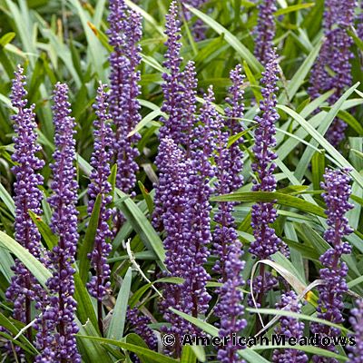 24 Best Ornamental Grasses Liriope Royal Purple #Grasses #OrnamentalGrasses #Perennials #Garden #Gardening #Landscape 