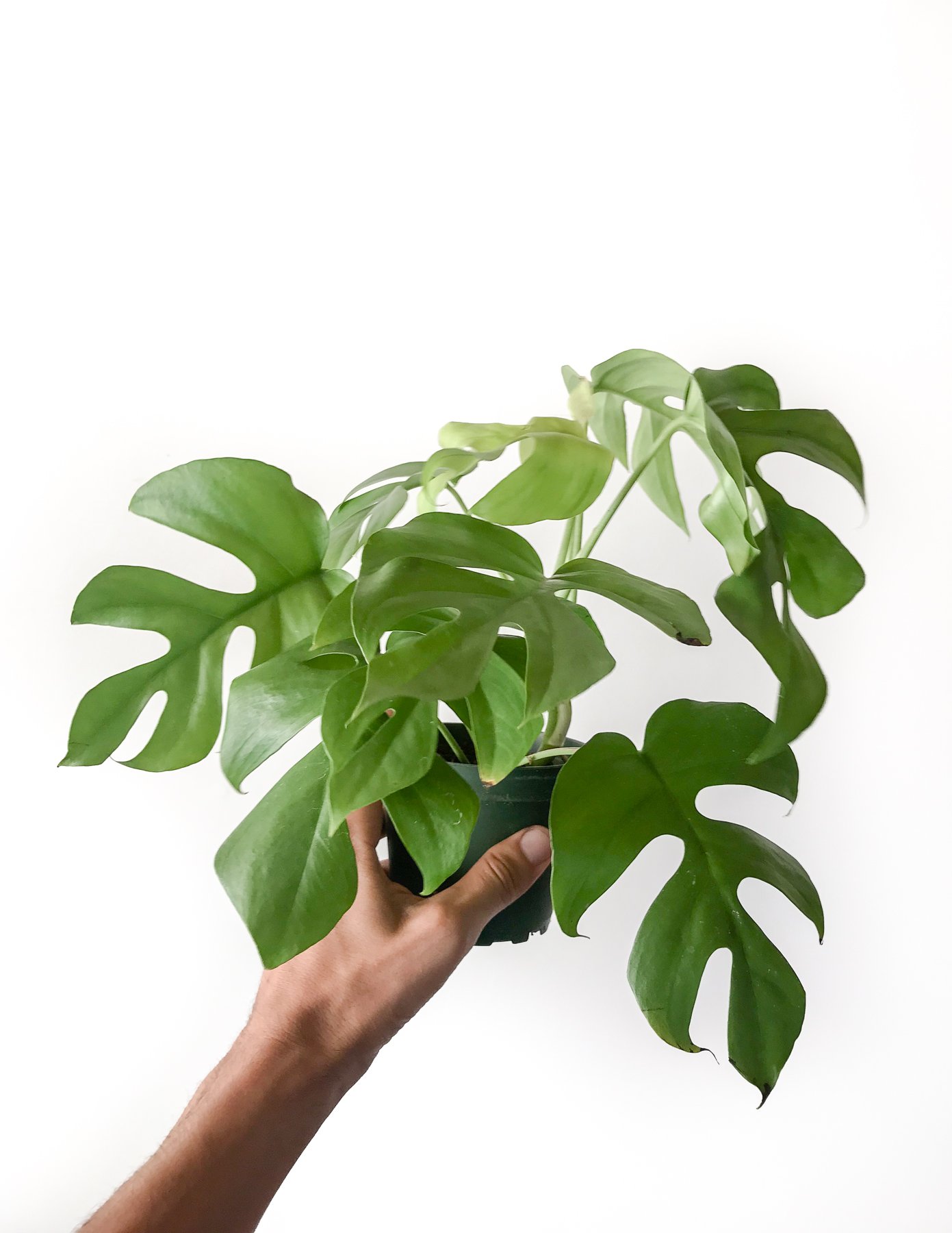 29 Easy Houseplants to Beat the Winter Blues! Raphidophora Tetrasperma #HousePlants #EasytoGrow #Gardening #LowMaintenance #HomeDecor #IndoorPlants #DIY