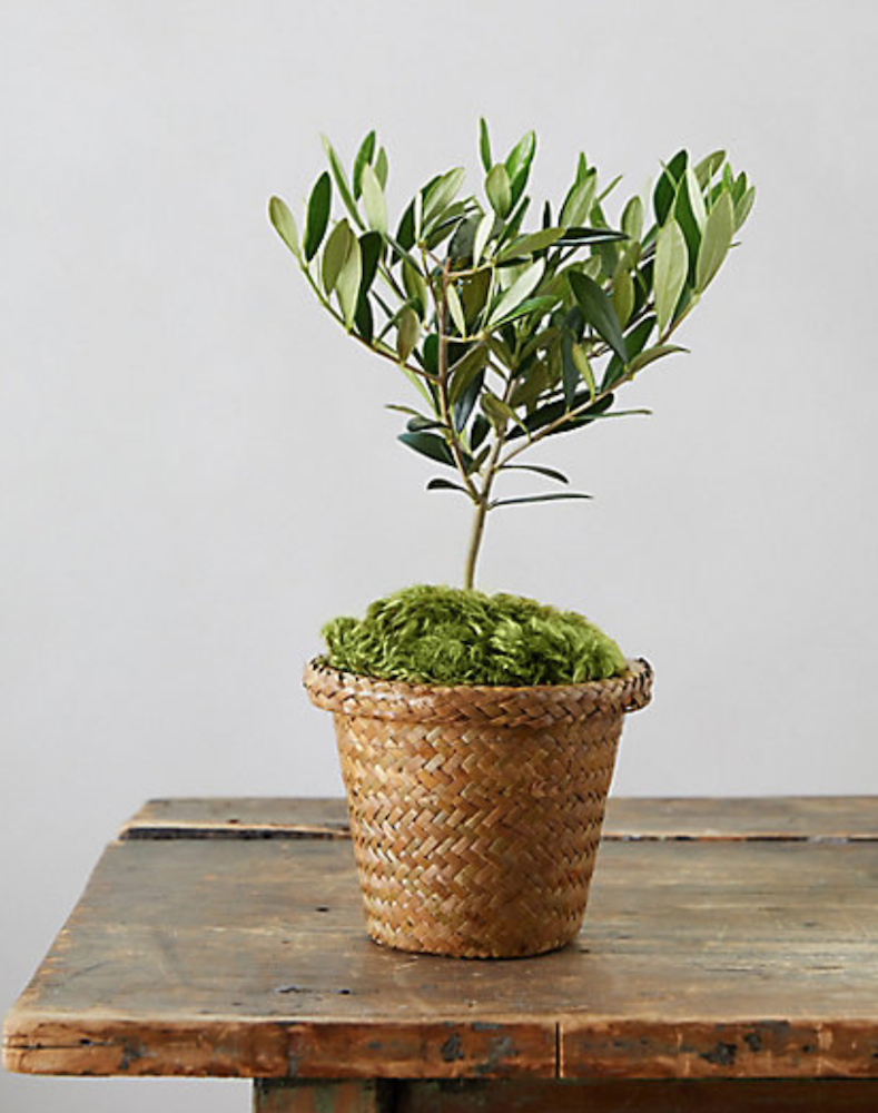 29 Easy Houseplants to Beat the Winter Blues! Olive Tree #HousePlants #EasytoGrow #Gardening #LowMaintenance #HomeDecor #IndoorPlants #DIY