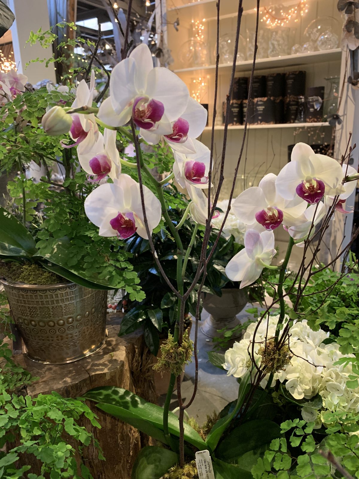 The Orchid Show 2019: Singapore Orchids #NYBG #NewYorkBotanticalGarden #TheOrchidShow #TheOrchidShowSingapore #Spring #SpringFlowers #Orchids #NYC