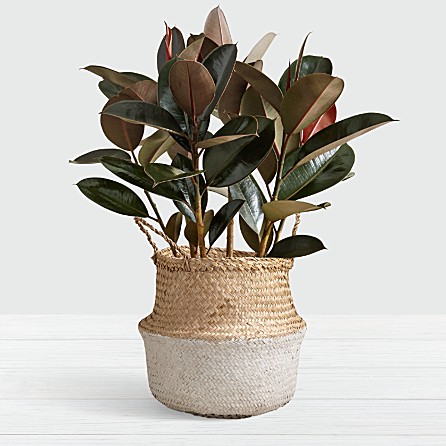 29 Easy Houseplants to Beat the Winter Blues! Rubber Tree #HousePlants #EasytoGrow #Gardening #LowMaintenance #HomeDecor #IndoorPlants #DIY