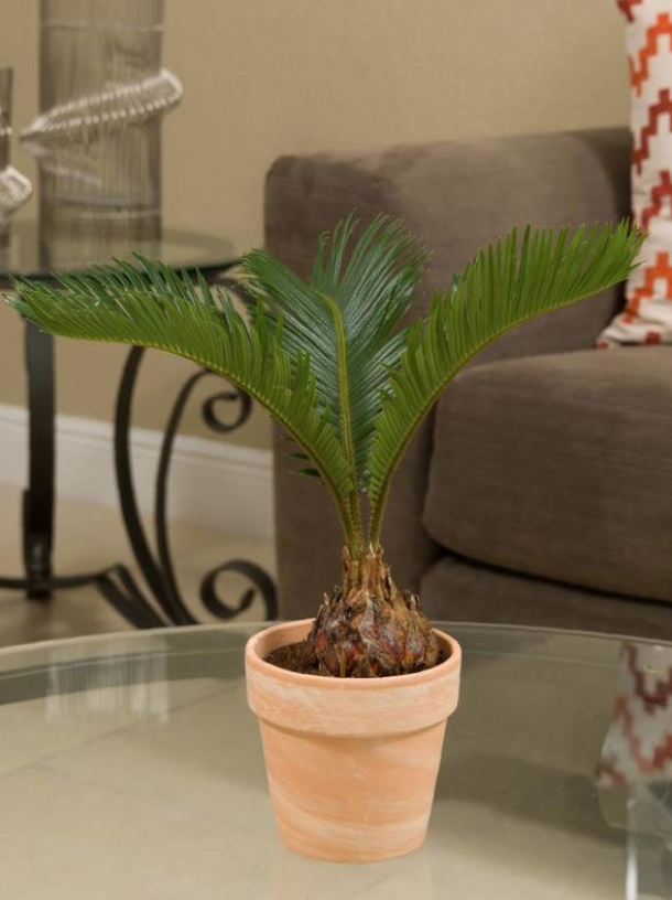 29 Easy Houseplants to Beat the Winter Blues! Sago Palm #HousePlants #EasytoGrow #Gardening #LowMaintenance #HomeDecor #IndoorPlants #DIY