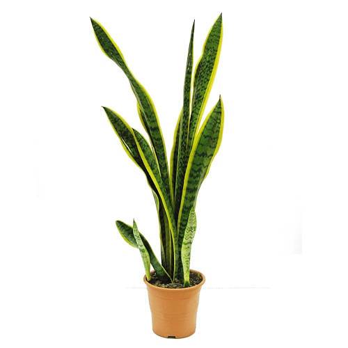 29 Easy Houseplants to Beat the Winter Blues! Snake Plant Sansevieria Trifasciata #HousePlants #EasytoGrow #Gardening #LowMaintenance #HomeDecor #IndoorPlants #DIY