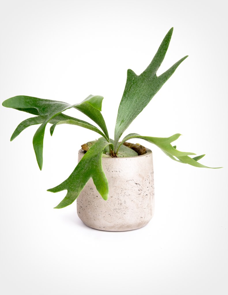 ¡29 plantas de interior fáciles de vencer la tristeza invernal! Staghorn Fern Platycerium bifurcatum #Plantas de interior #Fáciles de cultivar #Jardinería #Bajo mantenimiento #Decoración del hogar #Plantas de interior #DIY