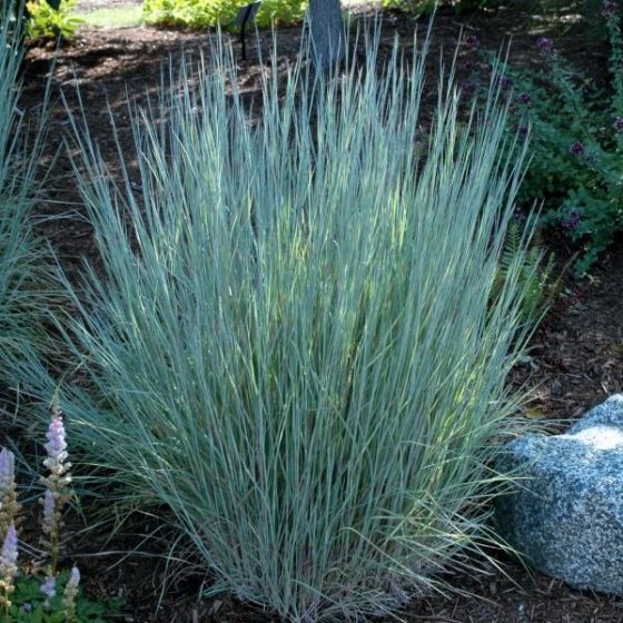 24 Best Ornamental Grasses The Blues Little Bluestem Grass #Grasses #OrnamentalGrasses #Perennials #Garden #Gardening #Landscape 
