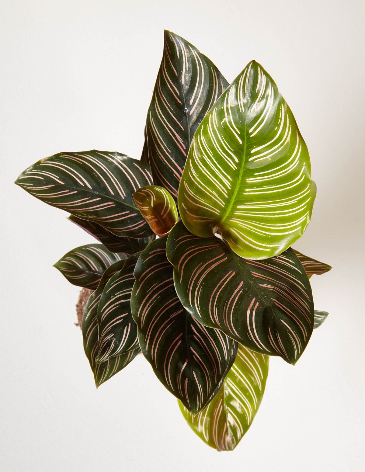 ¡29 plantas de interior fáciles de vencer la tristeza invernal! Calathea Pinstripe #Plantas de interior #Fácilesdecultivar #Jardinería #Bajo mantenimiento #Decoración del hogar #Plantas de interior #DIY