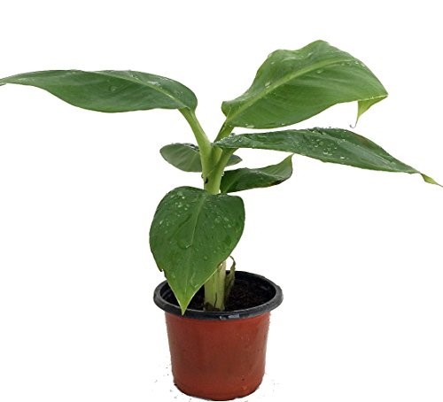 ¡29 plantas de interior fáciles de vencer la tristeza invernal! Planta de plátano verdaderamente diminuta Musa