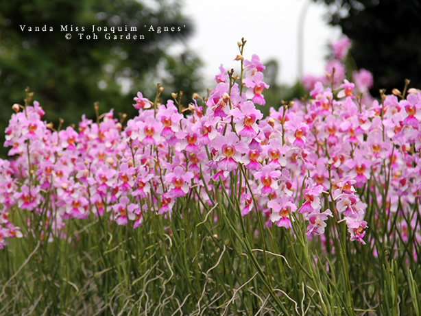 The Orchid Show 2019: Singapore Vanda Miss Joaquim Toh Gardens #NYBG #NewYorkBotanticalGarden #TheOrchidShow #TheOrchidShowSingapore #Spring #SpringFlowers #Orchids #NYC #VandaMissJoaquim #SingaporesNationalFlower