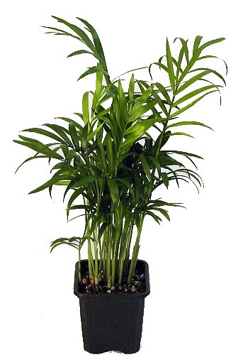 29 Easy Houseplants to Beat the Winter Blues! Victorian Parlor Palm Chamaedorea #HousePlants #EasytoGrow #Gardening #LowMaintenance #HomeDecor #IndoorPlants #DIY