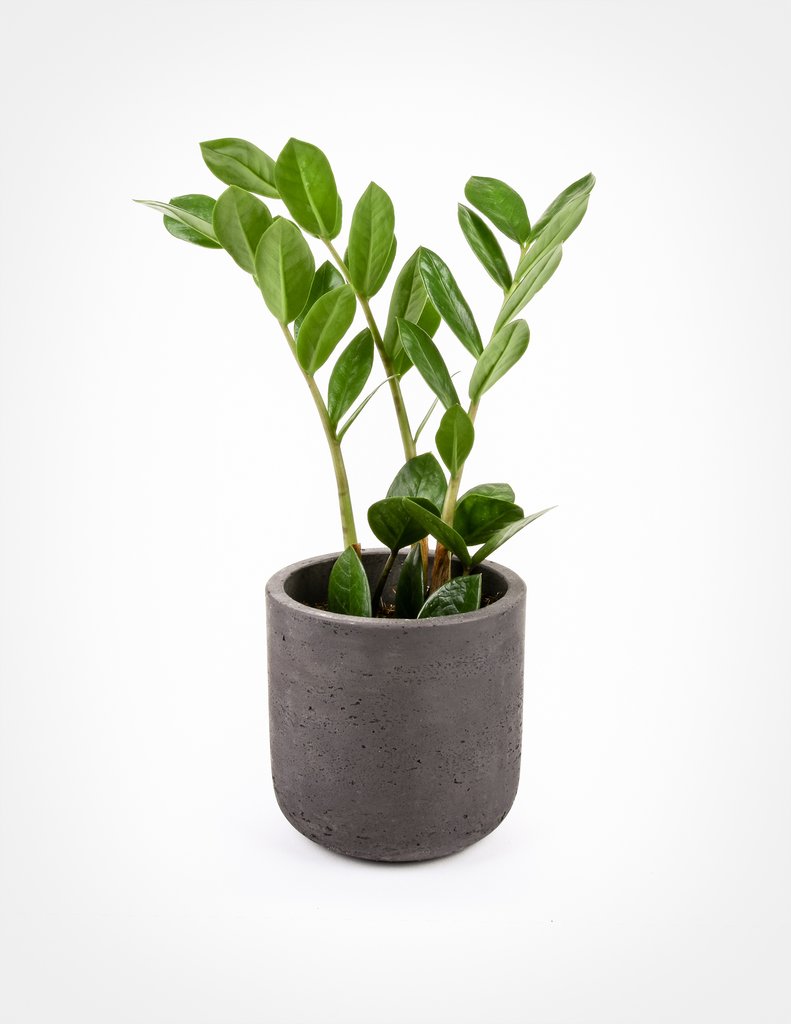 ¡29 plantas de interior fáciles de vencer la tristeza invernal! ZZ Plant Zamioculcas Zamiifolia #HousePlants #EasytoGrow #Jardinería #LowMaintenance #HomeDecor #IndoorPlants #DIY