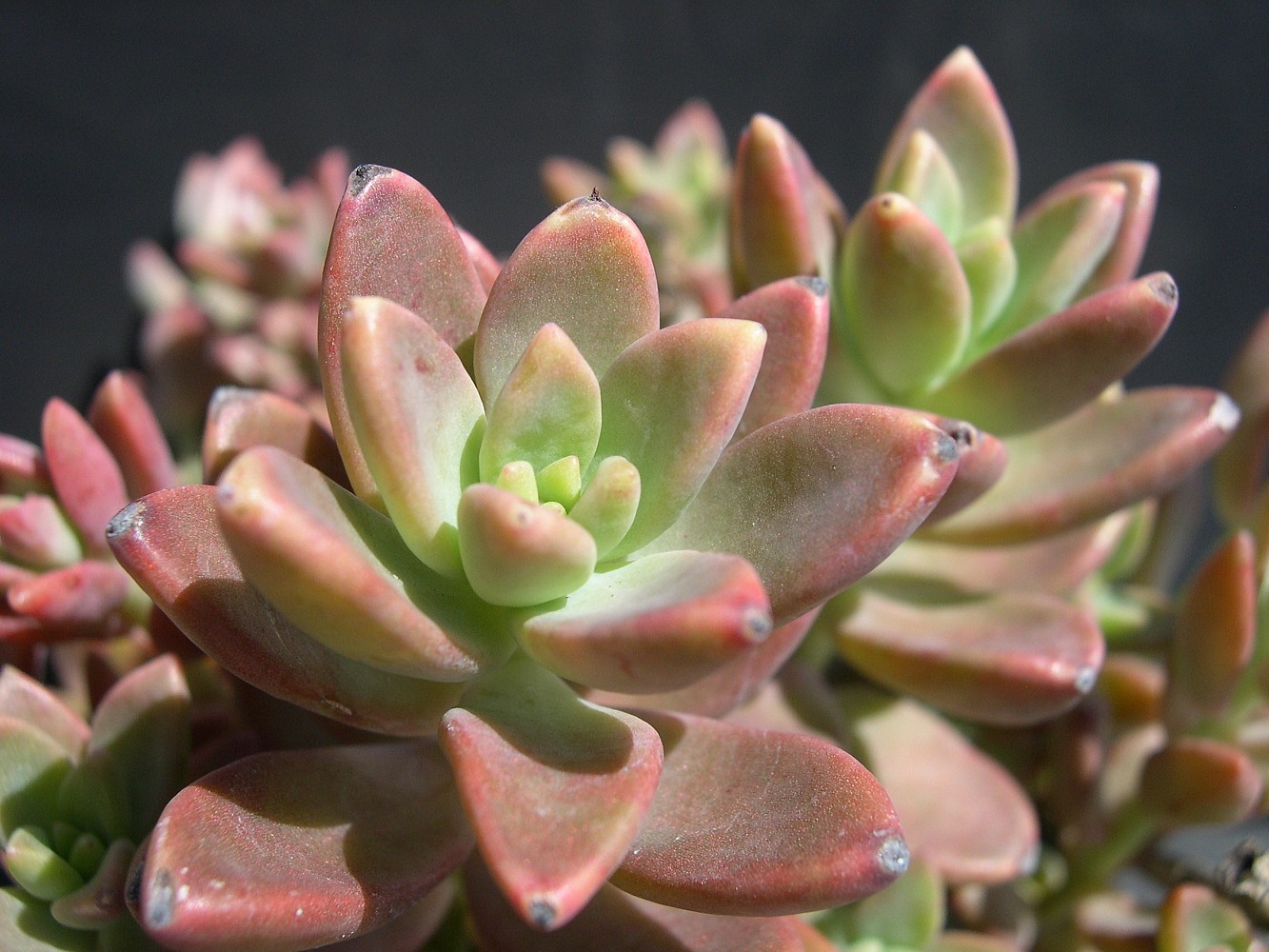 Суккулент Graptosedum Crassula