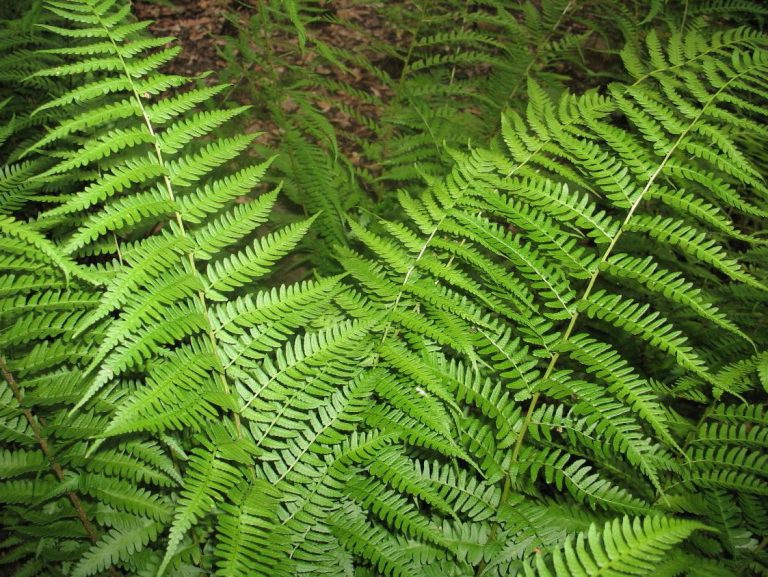 21 Best Ferns for Your Garden