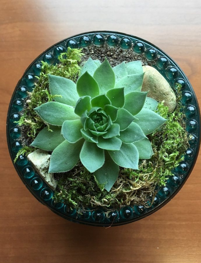 13 Best Indoor Succulents to Grow Now!