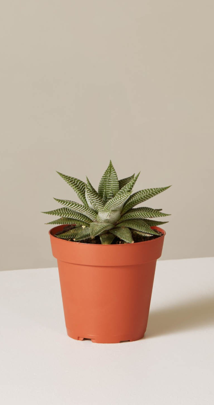 13 Best Indoor Succulents to Grow Now! Haworthia Miami #Succulents #Garden #Gardening #HousePlants #Decor #HomeDecor #GrowYourOwn #Affordable #DIY #BudgetFriendly