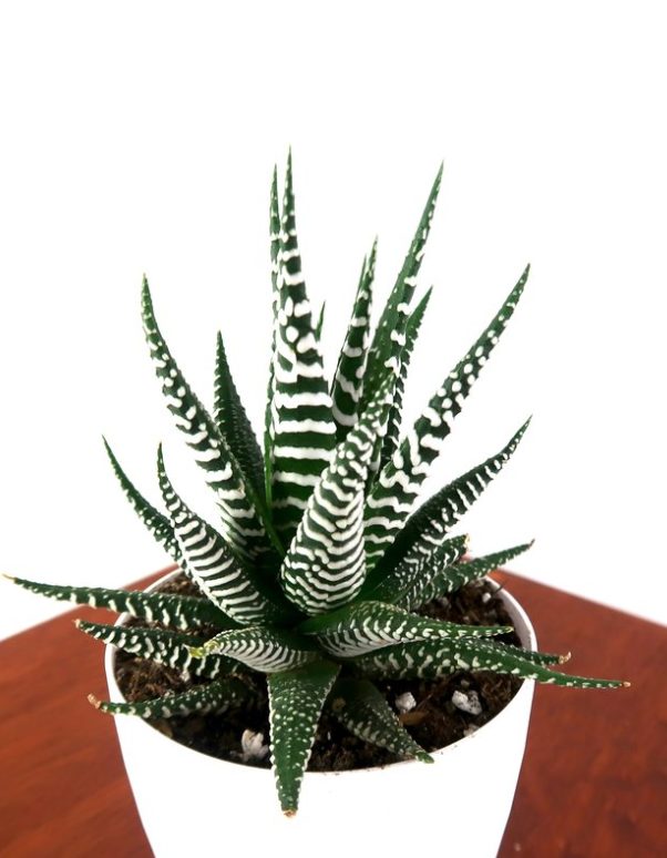 13 Best Indoor Succulents to Grow Now! Haworthia Zebra #Succulents #Garden #Gardening #HousePlants #Decor #HomeDecor #GrowYourOwn #Affordable #DIY #BudgetFriendly #EasyToGrow #EasyToMaintain #GrowItYourself