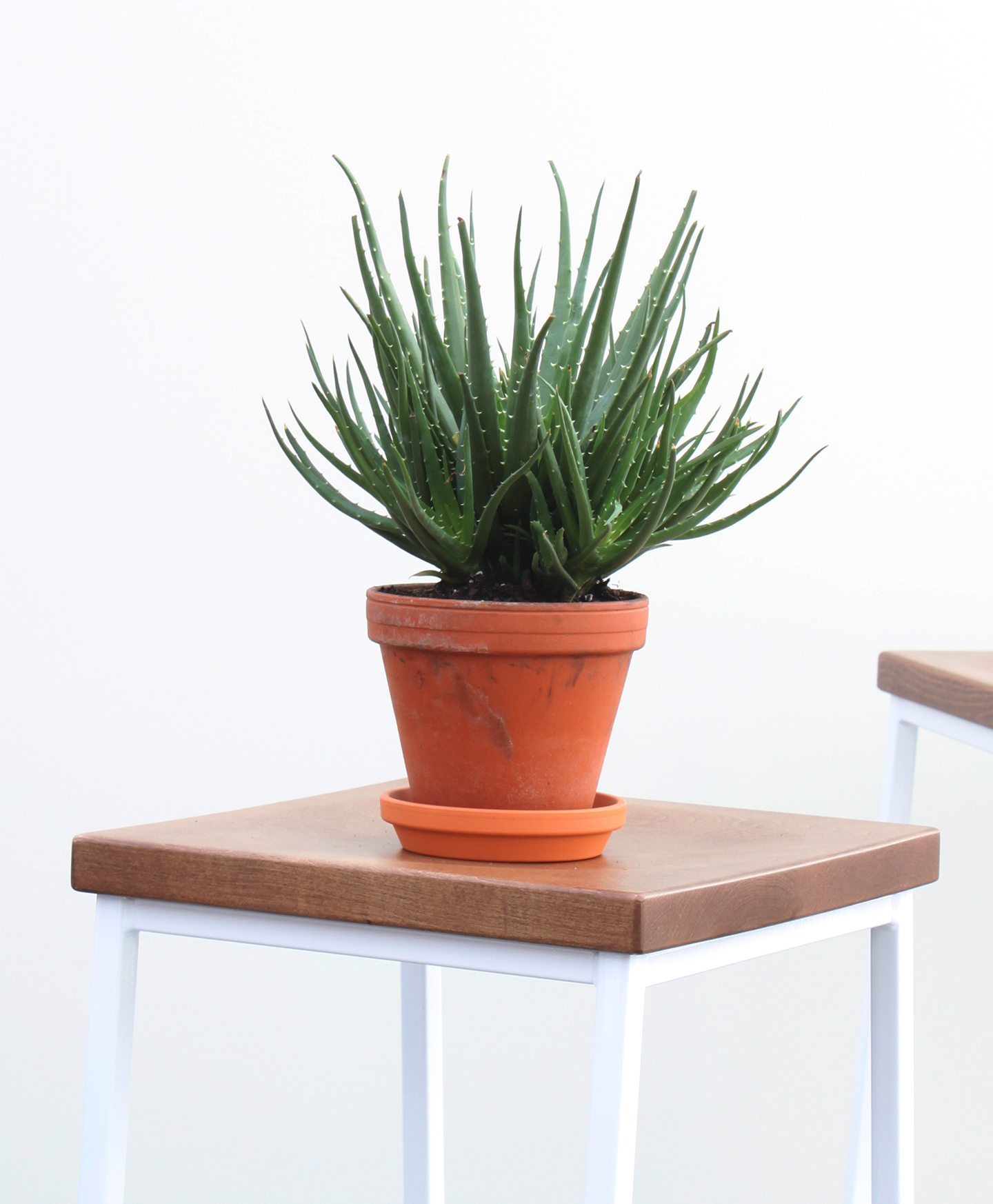 13 Best Indoor Succulents to Grow Now! HedgeHog Aloe #Succulents #Garden #Gardening #HousePlants #Decor #HomeDecor #GrowYourOwn #Affordable #DIY #BudgetFriendly