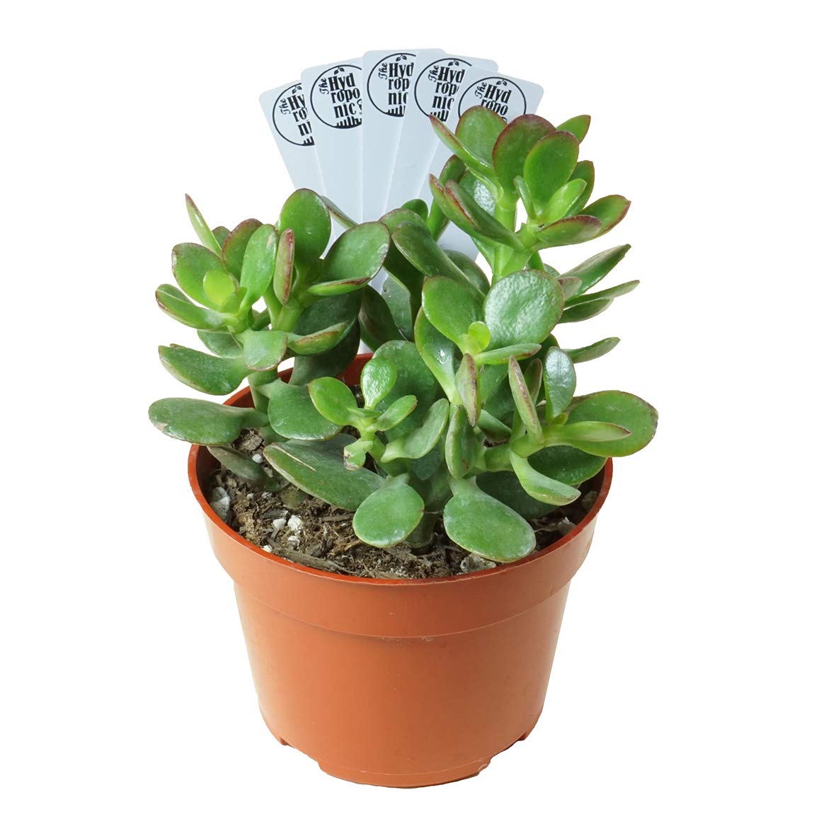 13 Best Indoor Succulents to Grow Now! Jade Plant Crassula Ovuta #Succulents #Garden #Gardening #HousePlants #Decor #HomeDecor #GrowYourOwn #Affordable #DIY #BudgetFriendly #EasyToGrow #EasyToMaintain #GrowItYourself