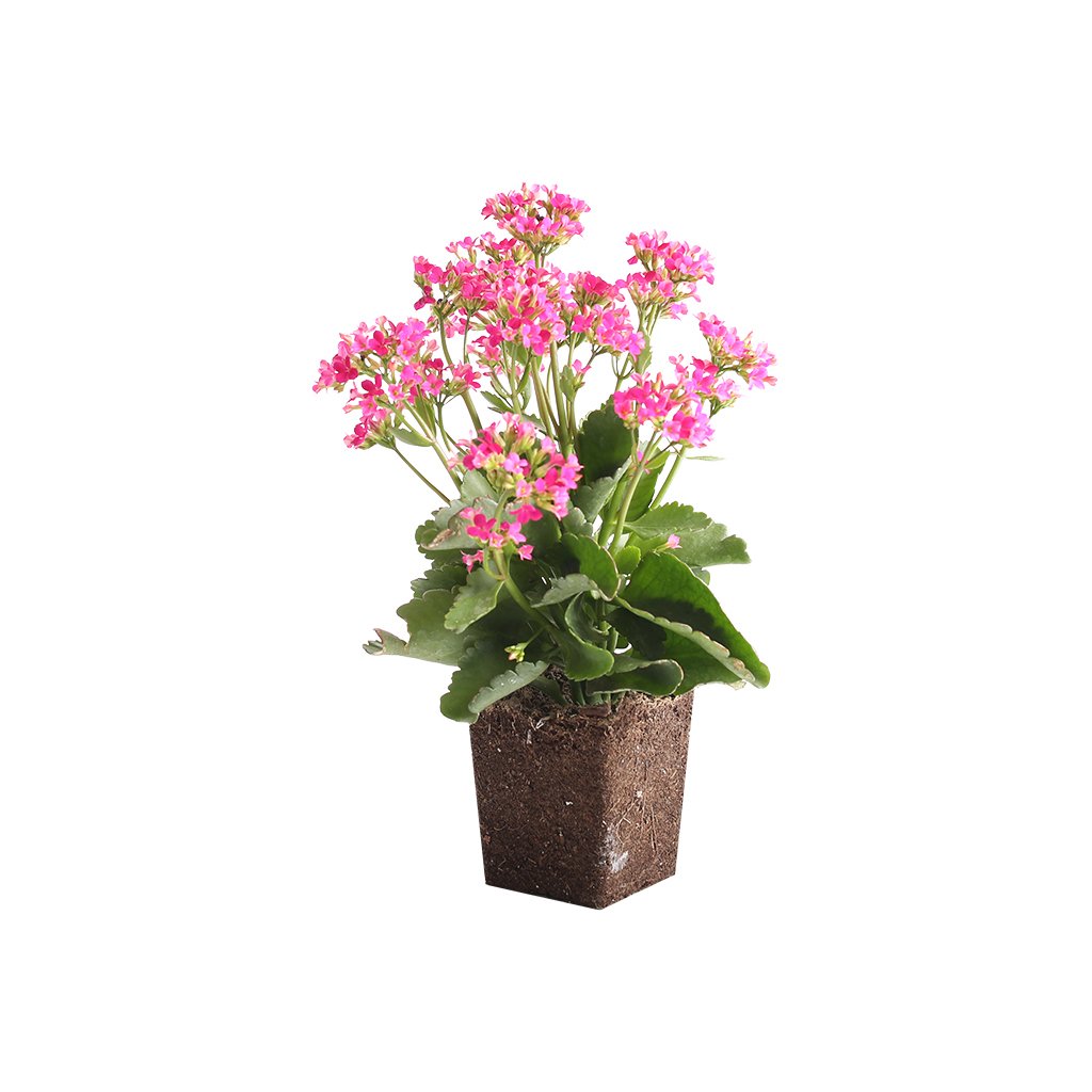 13 Best Indoor Succulents to Grow Now! Kalanchoe Blossfeldiana #Succulents #Garden #Gardening #HousePlants #Decor #HomeDecor #GrowYourOwn #Affordable #DIY #BudgetFriendly #EasyToGrow #EasyToMaintain #GrowItYourself