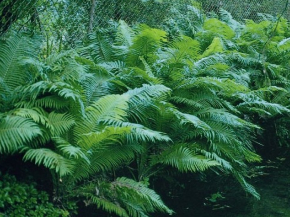 21 Best Ferns for Your Garden Log Fern By Hort Printers #Ferns #Garden #Gardening #Shade #ShadeLoving #ShadeLover #ShadeGarden #Landscape #Woodlands