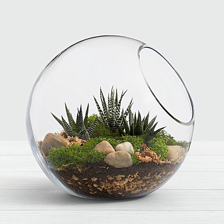 13 Best Indoor Succulents to Grow Now! Modern Succulent Terrarium Kit #Succulents #Garden #Gardening #HousePlants #Decor #HomeDecor #GrowYourOwn #Affordable #DIY #BudgetFriendly #GrowItYourself