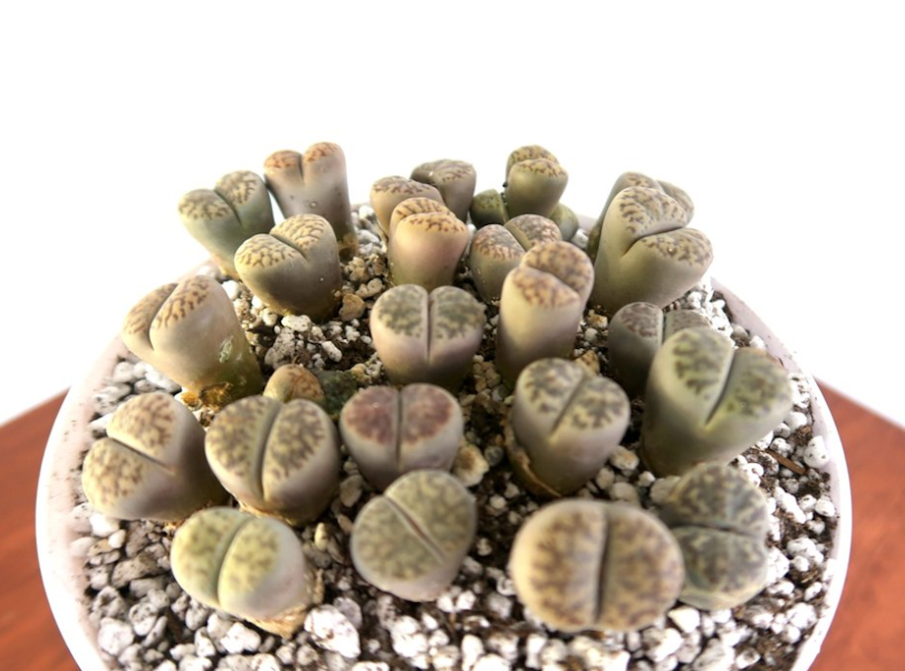 13 Best Indoor Succulents to Grow Now! Rare Lithops Succulent #Succulents #Garden #Gardening #HousePlants #Decor #HomeDecor #GrowYourOwn #Affordable #DIY #BudgetFriendly