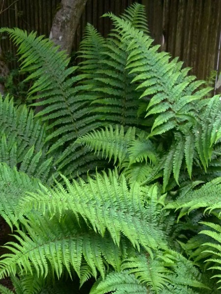 21 Best Ferns for Your Garden Robust Male Fern #Ferns #Garden #Gardening #Shade #ShadeLoving #ShadeLover #ShadeGarden #Landscape #Woodlands