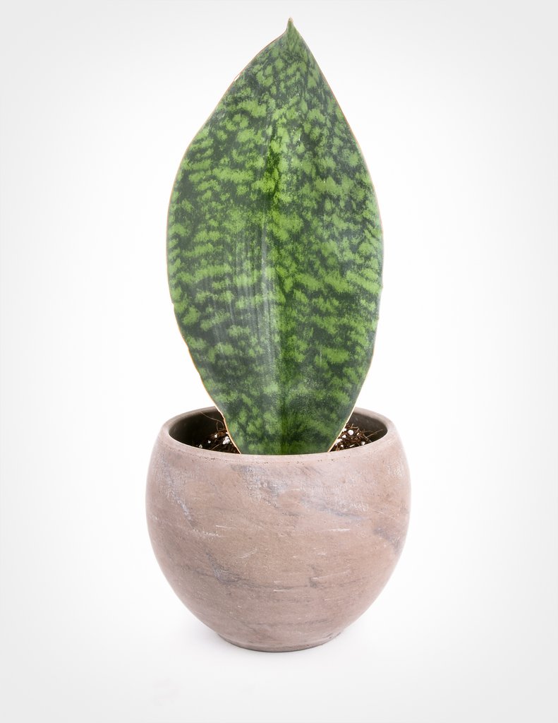 13 Best Indoor Succulents to Grow Now! Sansevieria Masonii Whalefin #Succulents #Garden #Gardening #HousePlants #Decor #HomeDecor #GrowYourOwn #Affordable #DIY #BudgetFriendly