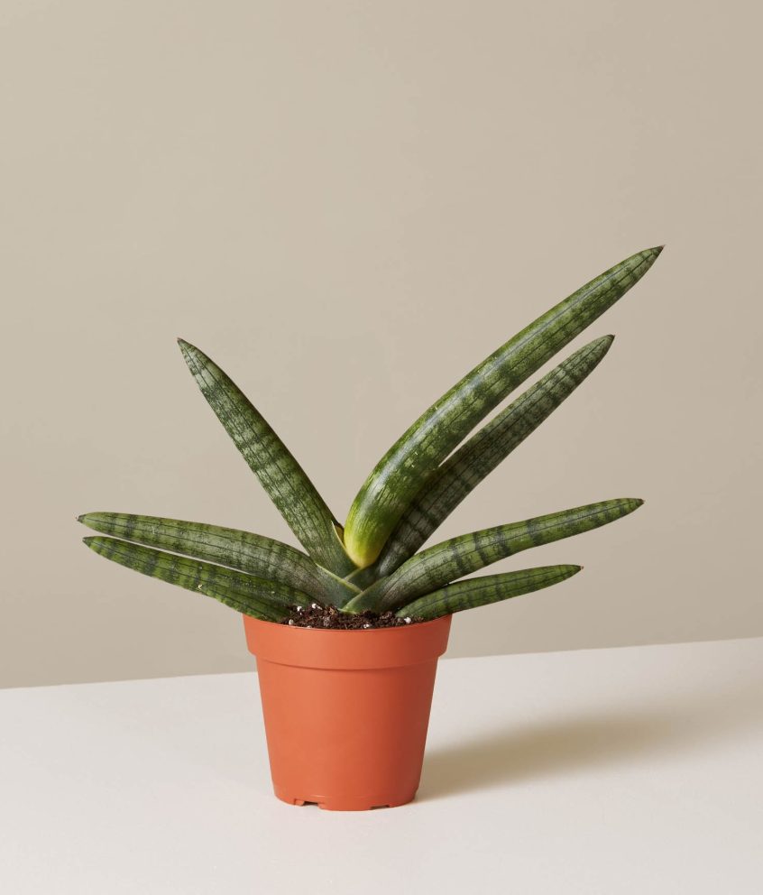 13 Best Indoor Succulents to Grow Now! Starfish Snake Plant #Succulents #Garden #Gardening #HousePlants #Decor #HomeDecor #GrowYourOwn #Affordable #DIY #BudgetFriendly #EasyToGrow #EasyToMaintain #GrowItYourself
