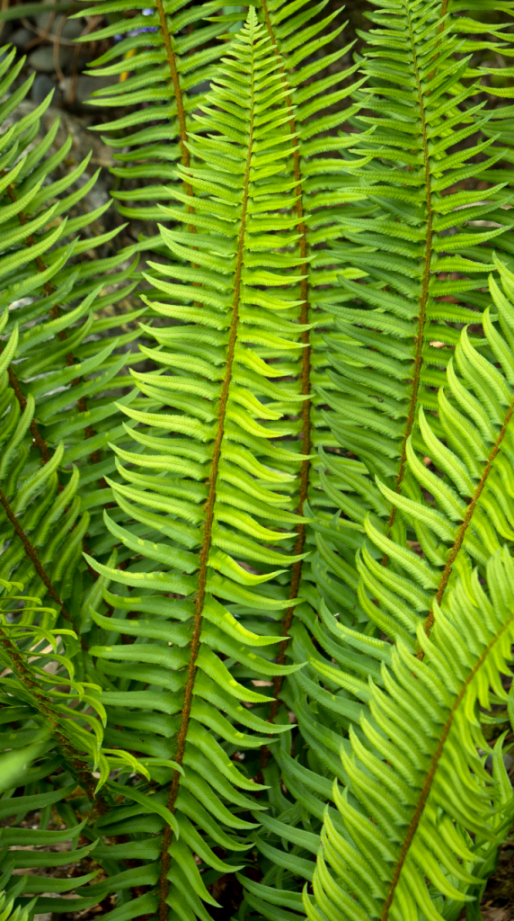 21 Best Ferns for Your Garden