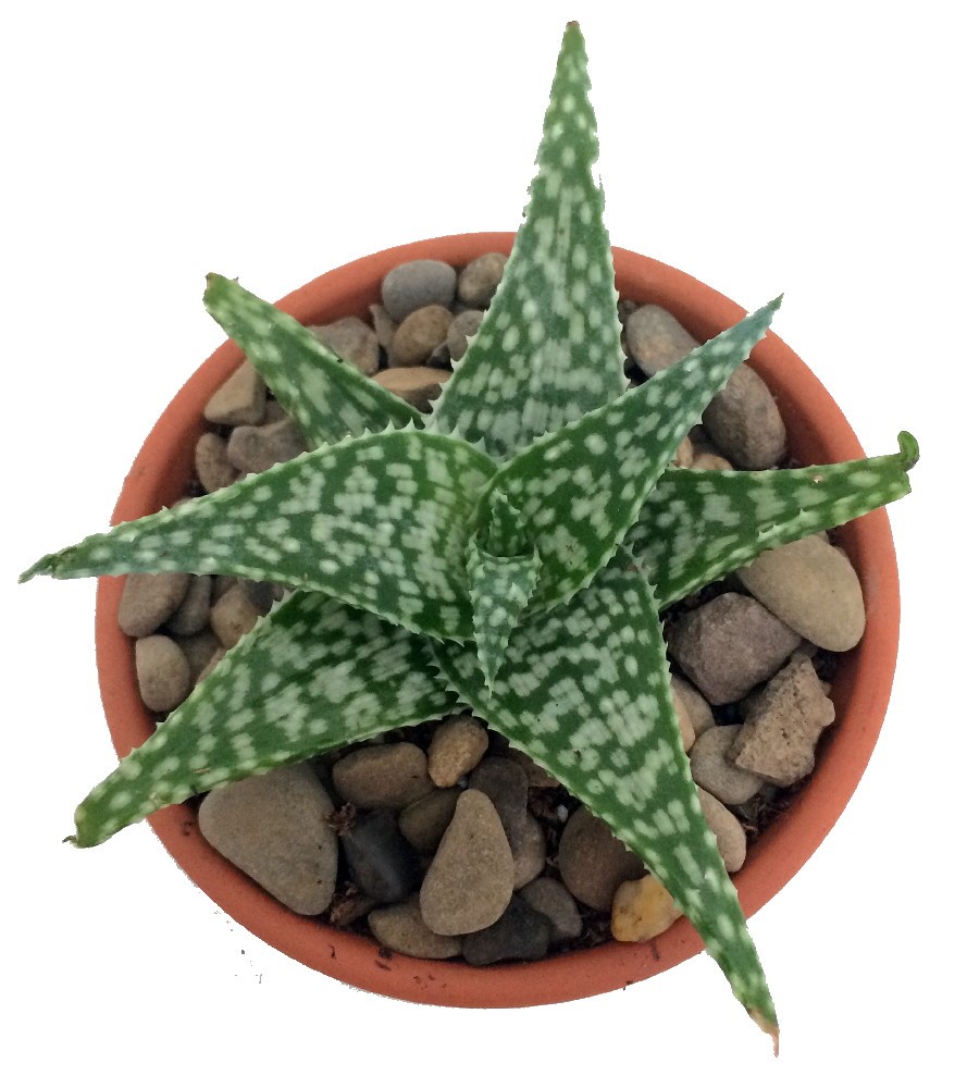 13 Best Indoor Succulents to Grow Now! White Fox Aloe Vera #Succulents #Garden #Gardening #HousePlants #Decor #HomeDecor #GrowYourOwn #Affordable #DIY #BudgetFriendly