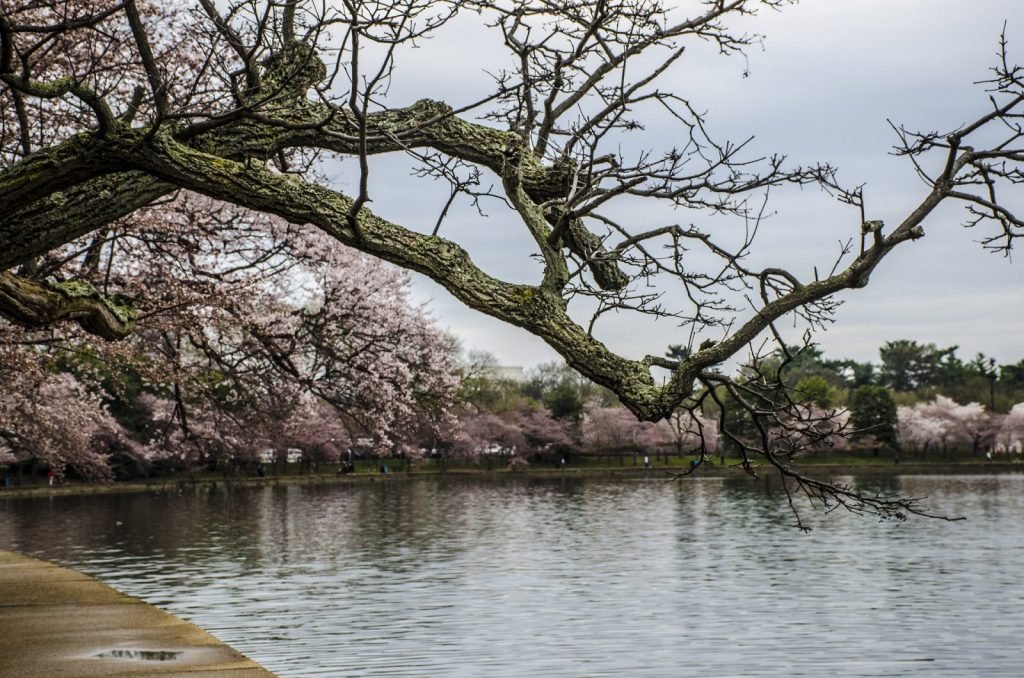 Visit the Spectacular National Cherry Blossom Festival 2019 in Washington DC Cherry Blossom Festival By RachelBostwick