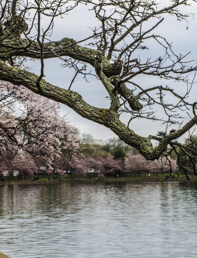 Visit the Spectacular National Cherry Blossom Festival 2019 in Washington DC