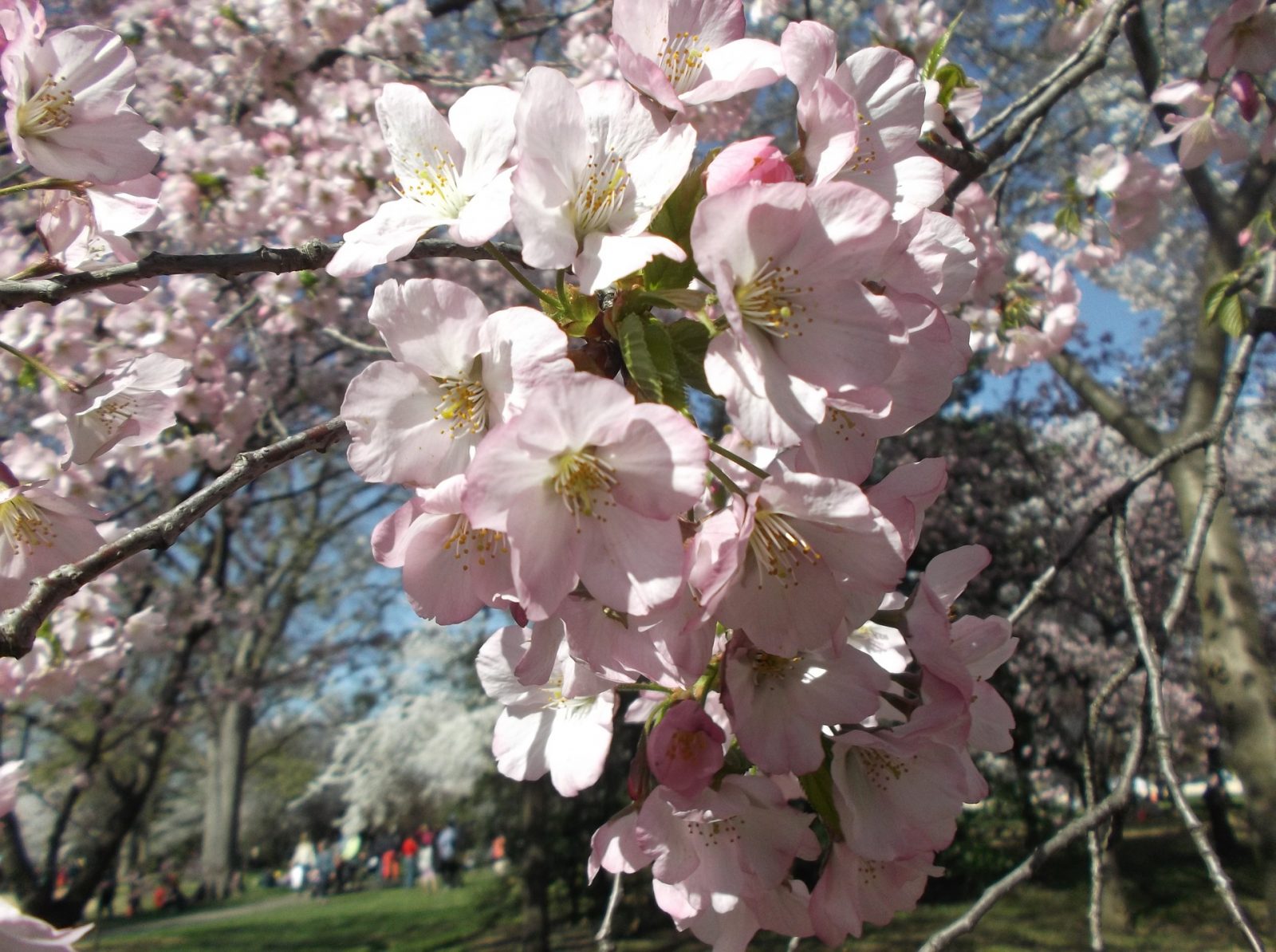 Visit the Spectacular National Cherry Blossom Festival 2019 in Washington DC Cherry Blossom By Naturallee #CherryBlossomFestival #NationalCherryBlossom #CherryBlossom #SpringTime #SpringFlowers #WashingtonDC #Festival