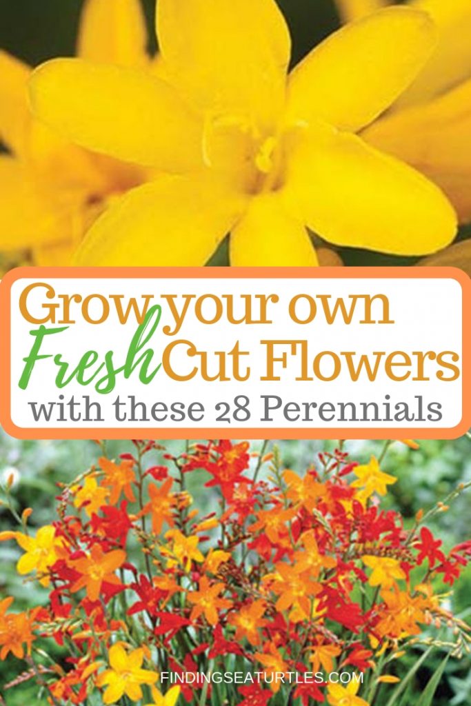 28 Best Perennials for a Cutting Flower Garden