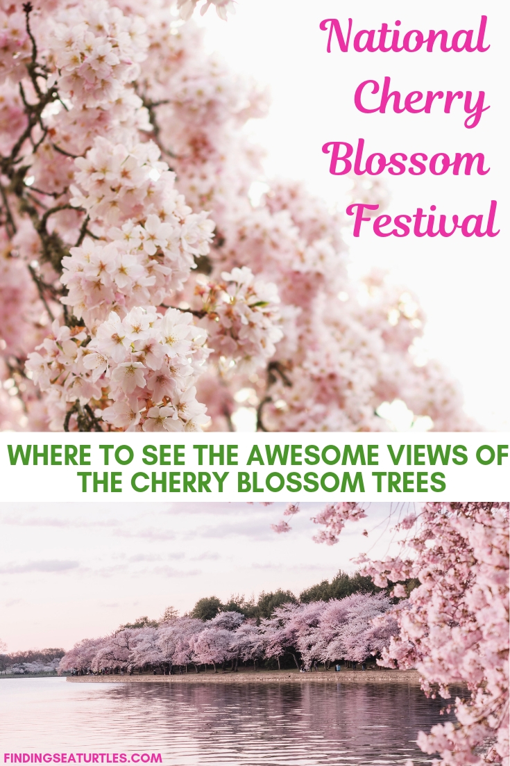 Visit the Spectacular National Cherry Blossom Festival 2019 in Washington DC National Cherry Blossom Festival #WashingtonDC #CherryBlossoms #CherryBlossomsFestival 