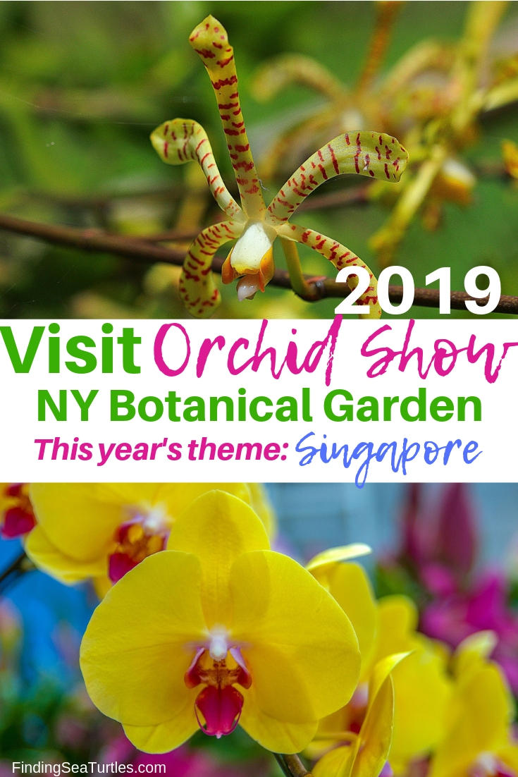 The 2019 Orchid Show At The NYBG #NYBG #NewYorkBotanticalGarden #TheOrchidShow #TheOrchidShowSingapore #Spring #SpringFlowers #Orchids #NYC #VandaMissJoaquim #SingaporesNationalFlower