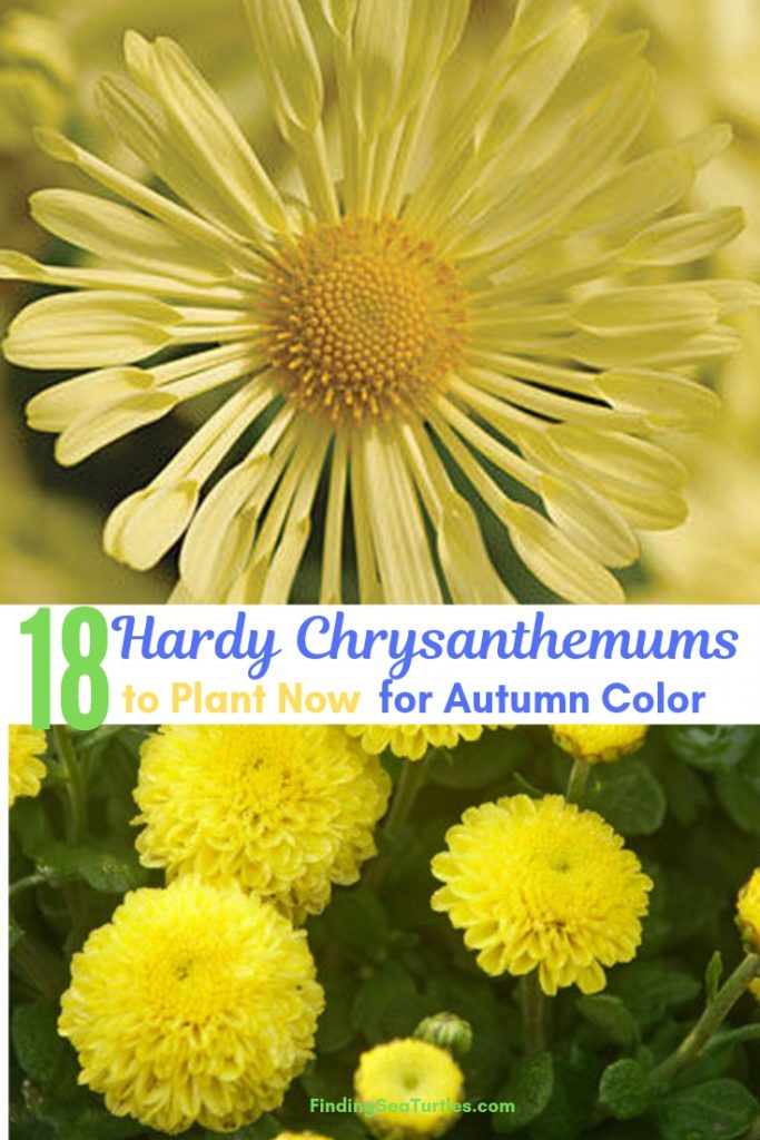 Hardy Chrysanthemums 18 to Plant Now for Fabulous Fall Color