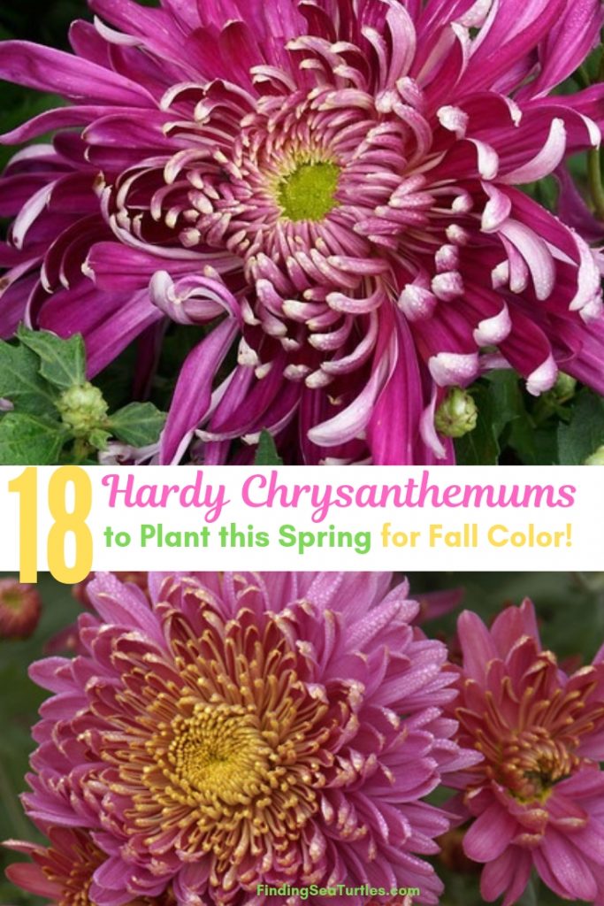 18 Hardy Chrysanthemums to Plant Now for Fabulous Fall Color