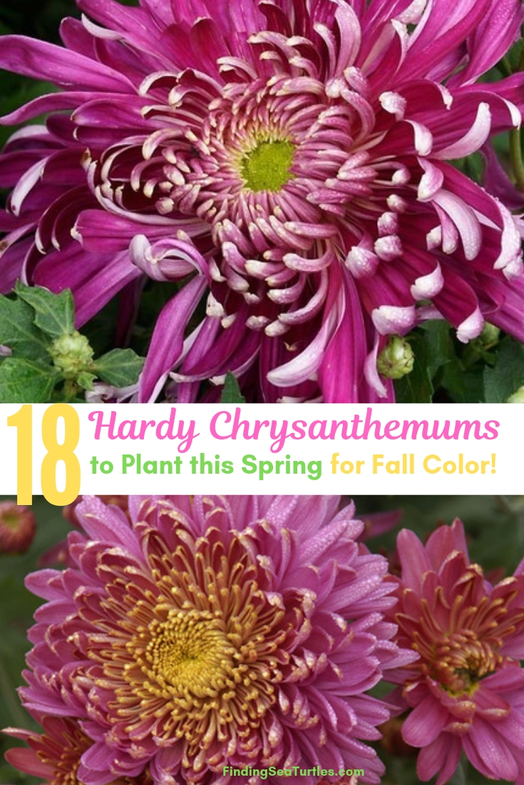 18 Hardy Chrysanthemums To Plant This Spring For Fall Color! #Mums #FallColor #FallMums #FallDecor #Garden #Gardening #Landscape 