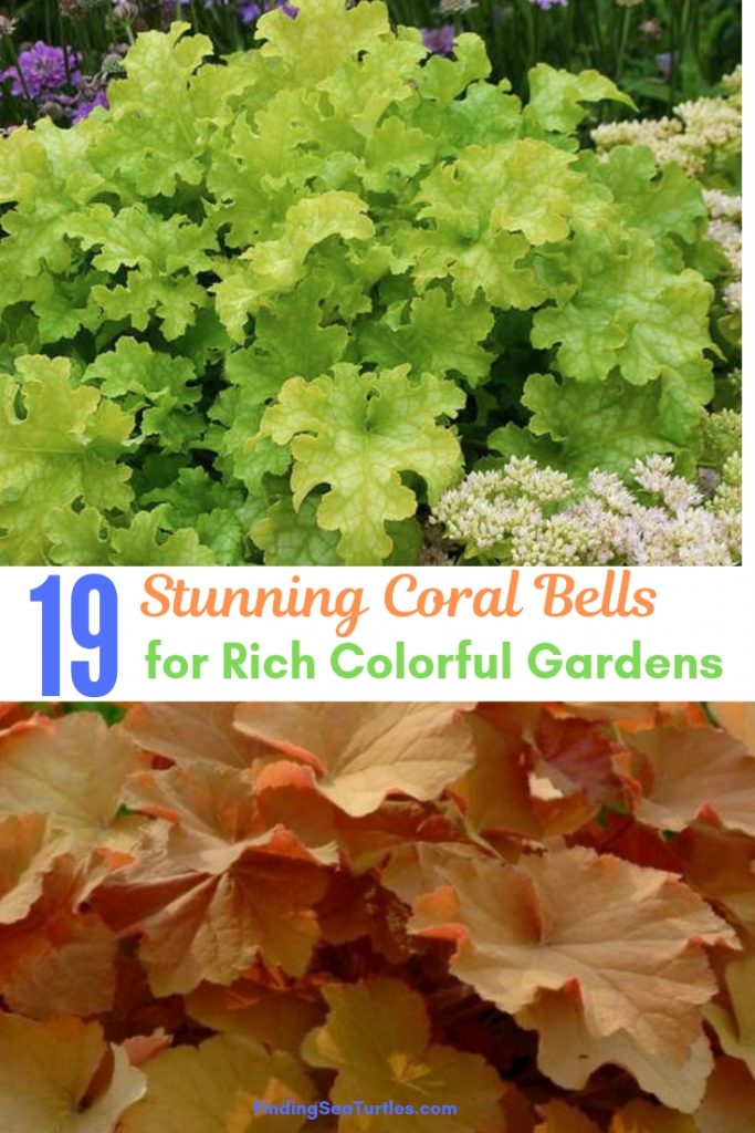 19 Easy to Grow Coral Bells for Colorful Gardens