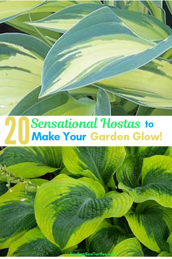 20 Sensational Hostas To Make Your Garden Glow! #Hostas #ShadeLoving #Garden #ShadeGarden #Gardening #Landscape 