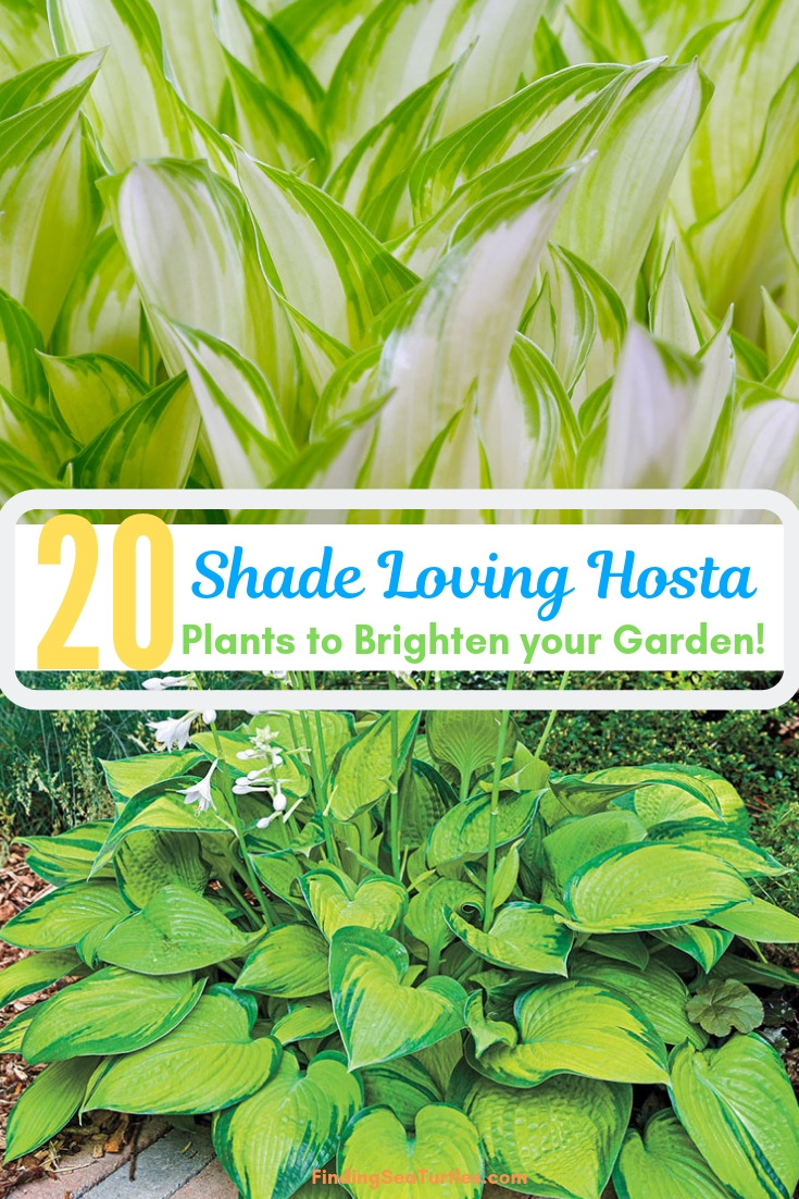20 Shade Loving Hosta Plants To Brighten Your Garden #Hostas #ShadeLoving #Garden #ShadeGarden #Gardening #Landscape 