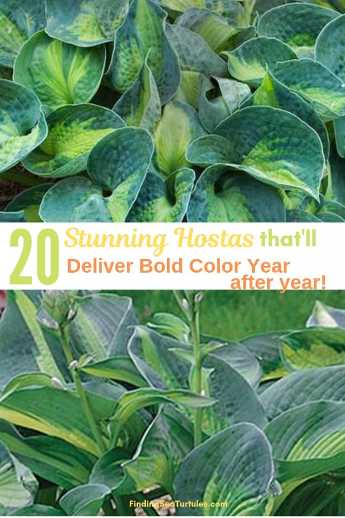 20 Best Hostas for Shade Garden Areas